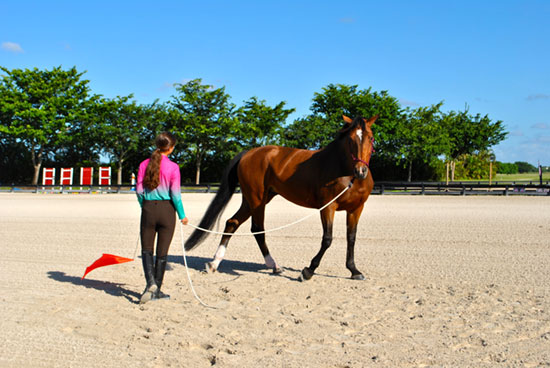 horsemanship training