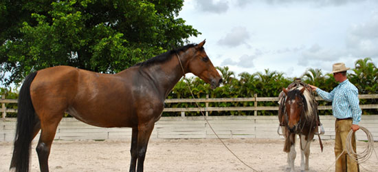 horsemanship training