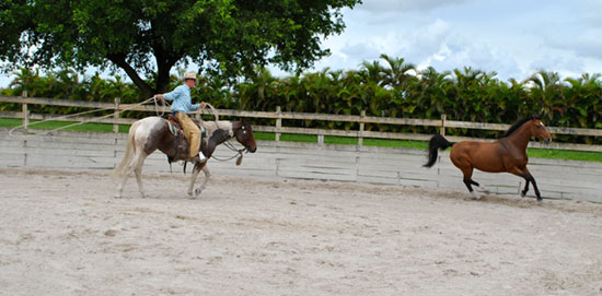 horsemanship training