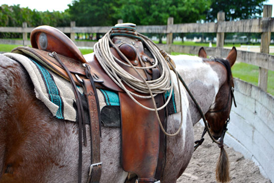 horsemanship training